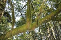 Moss covered tree in the fog zone