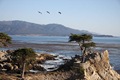 The Not-So-Lone-Cypress on 17- Mile Drive - together with a flight of pelicans