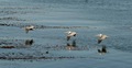 Water-skimming pelicans in Monterey bay