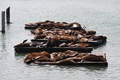 Pier 39 sea lions sunning themselves for tourists