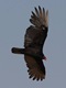 Turkey vulture swooping around the creamery
