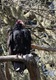 Turkey Vulture watching our lunch on the deck