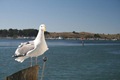 A threatening bird at Bodega Bay