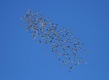 Flocking organic starlings