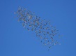 Flocking organic starlings