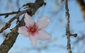 Out of season almond blossom