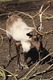 A male reindeer enthusiastically munching bare branches