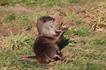 Short-clawed otter amusing itself with a stone