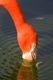 Caribbean Flamingo sifting food