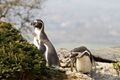 A spot of courtship on the bank