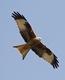 Tagged red kite