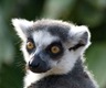 Ring-tailed lemur poses for a portrait