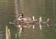 Great Crested Grebe