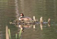 Great Crested Grebe