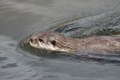 Doggy paddle - well, otter paddle, I suppose