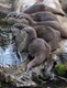 An attentive group of oriental small-clawed otters