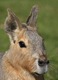 Patagonian mara playing it cool