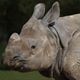 The heavy-weight greater one-horned rhino infant