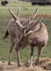 Pere David's buck/stag (hmmm?)