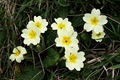 Primroses2