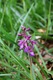 Early Purple Orchid