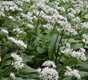 Massed Ramsons, a wild garlic