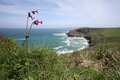 Red Campion