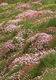 Spring flowers, much of which is thrift