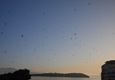 Massed dawn formations of swifts over Corfu Town.