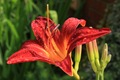 Raindrop bejewelled Daylily