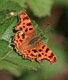 Comma butterfly