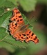 Comma butterfly