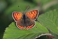 Small Copper