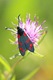 Six-spot Burnet