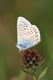 Common Blue - underside