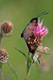 Six-spot Burnets having fun