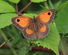 Gatekeeper/Hedge Brown