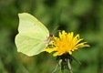 Brimstone butterfly