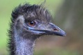 An emu clearly having a bad hair day
