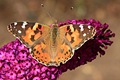 Painted Lady butterfly