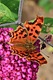 Comma butterfly