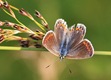 Female Common Blue