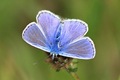 Male Common Blue