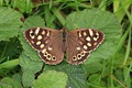 Speckled Wood