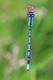 Common Blue Damselfly