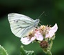 Green-veined White