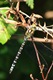 Southern Hawker