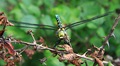 Southern Hawker head-on