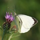 The ubiquitous Large White butterfly