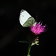 Green-veined White feeding on a thistle